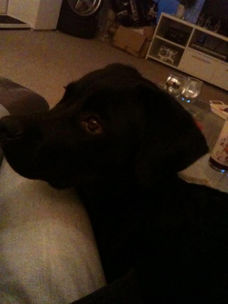 Rottweiler Daisy billede 7