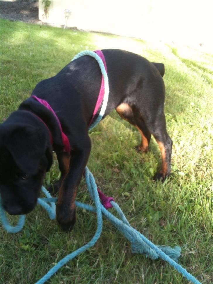 Rottweiler Daisy - Det skal siges at hun selv har viklet sig ind i alle snorerne(; billede 8