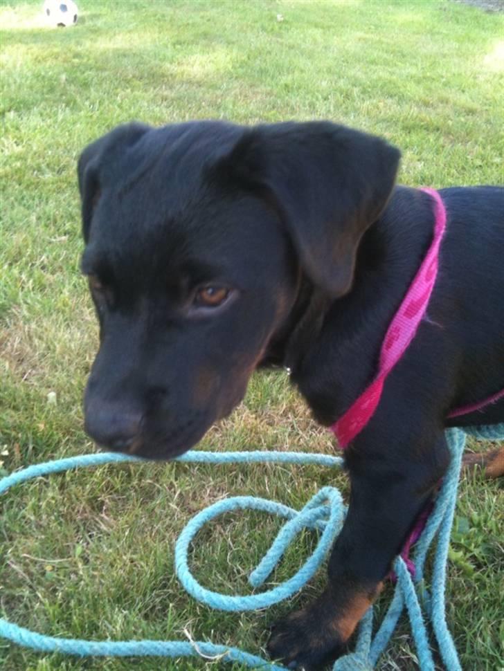 Rottweiler Daisy - Det skal siges at hun selv har viklet sig ind i alle snorerne(; billede 9