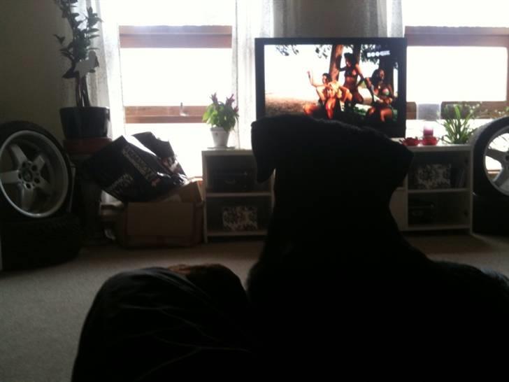 Rottweiler Daisy - Vi ser fjernsyn(; billede 11