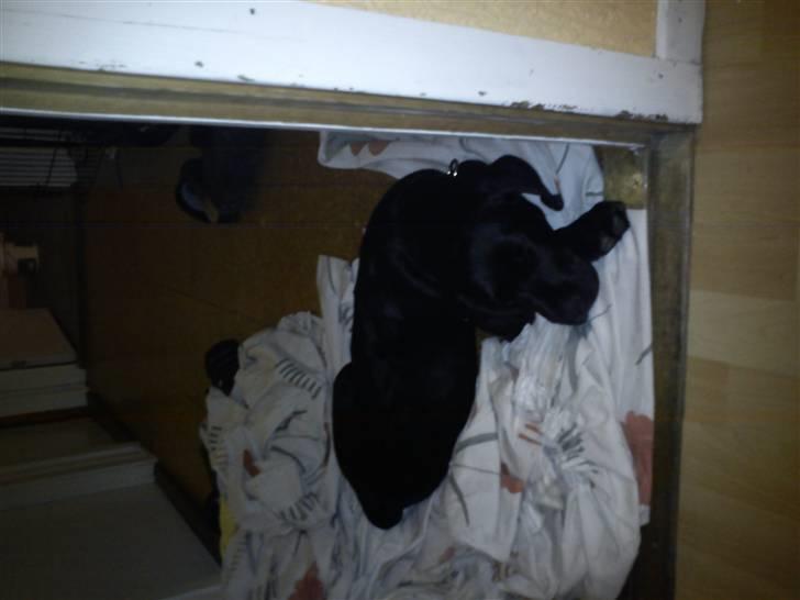 Labrador retriever Thor billede 8