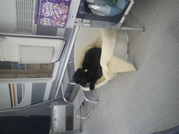 Labrador retriever Thor billede 9