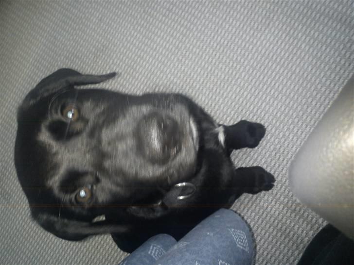 Labrador retriever Thor billede 10