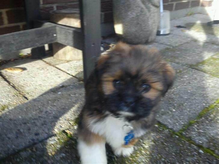 Shih tzu Carlo - Hygge i haven, 3 dag hjemme. billede 2