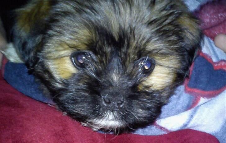 Shih tzu Carlo - Første aften hjemme, mandag d. 18/10-2010. billede 3