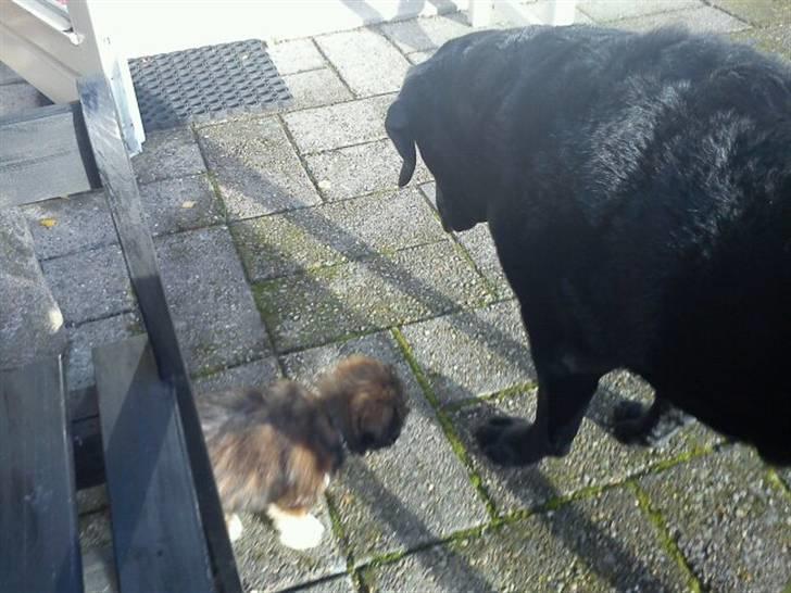 Shih tzu Carlo - Lille bitte Carlo, og kæmpe store Bamse hygger i haven <3 Mine to guldklumper! billede 4