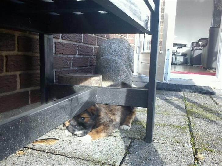 Shih tzu Carlo - Leg under bænken i haven, 3 dag hjemme. billede 5