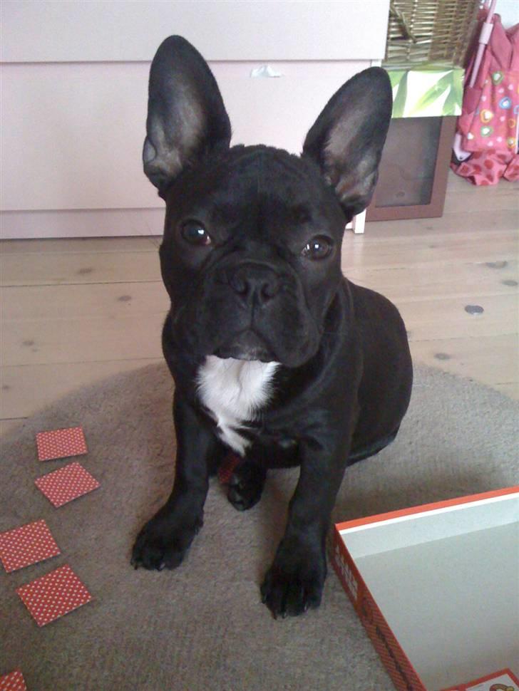 Fransk bulldog Gizmo - Jeg holder øje om de snyder i vende spillet... billede 9