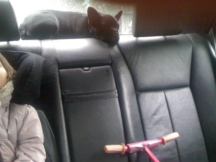 Fransk bulldog Gizmo - Lidt kat er man da vel... billede 10