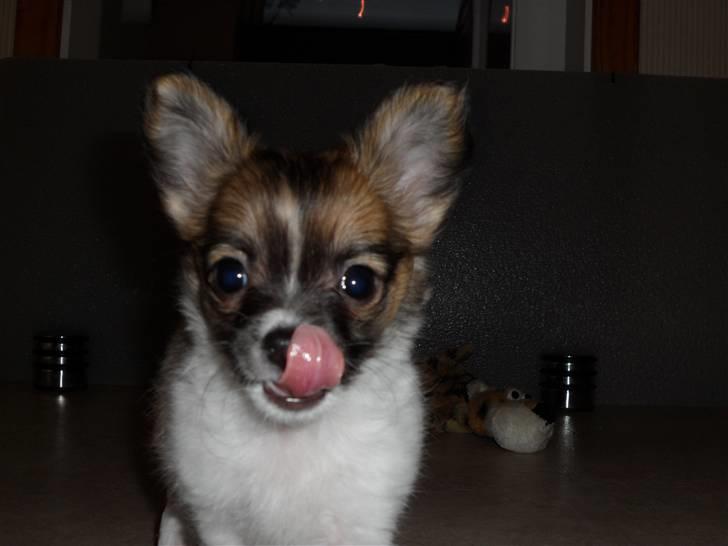 Chihuahua Victoria - Victoria slikker sig om munden :) billede 1