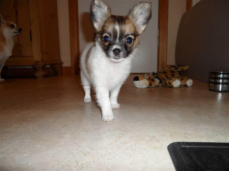 Chihuahua Victoria billede 2