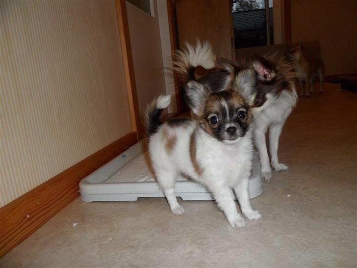 Chihuahua Victoria - Smukke prinsesse billede 4