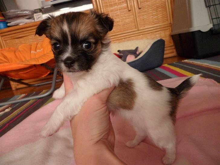 Chihuahua Victoria billede 5