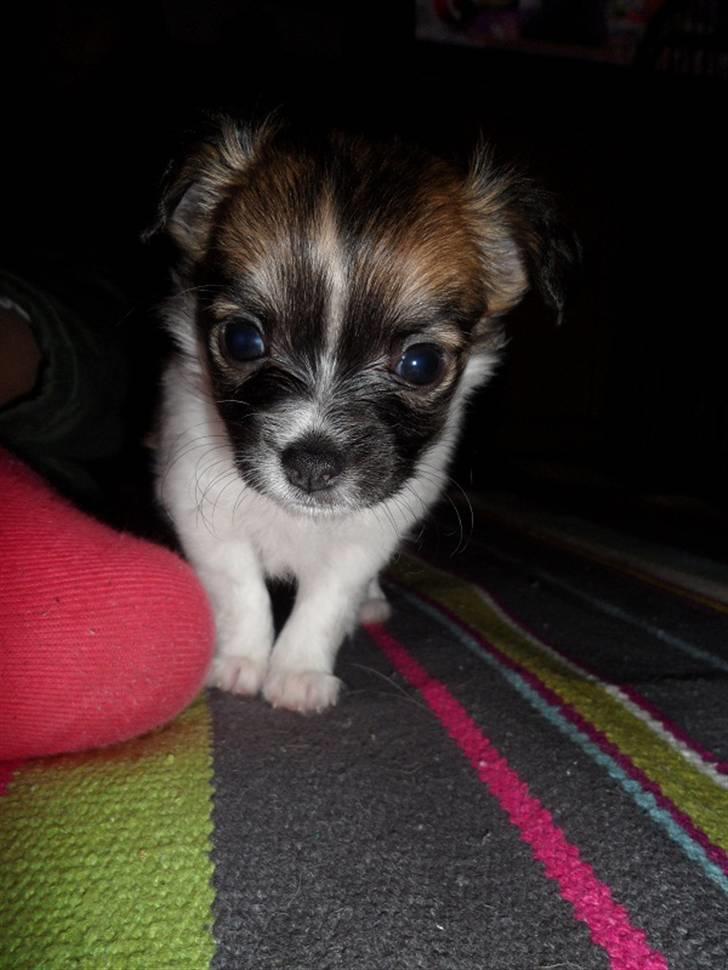 Chihuahua Victoria billede 7