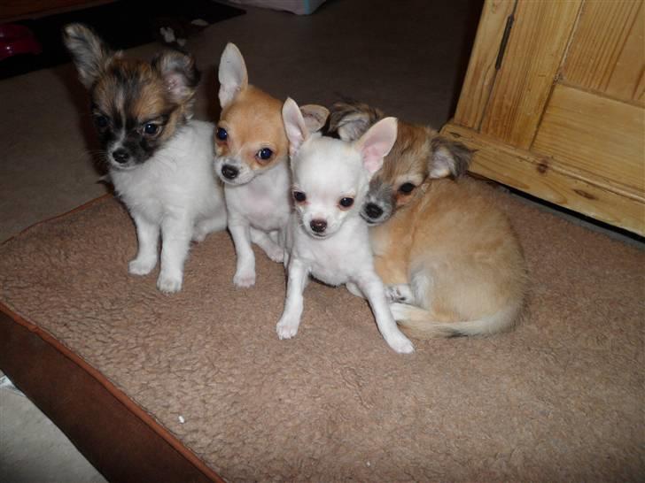 Chihuahua Victoria - Victoria og hendes søskende billede 8