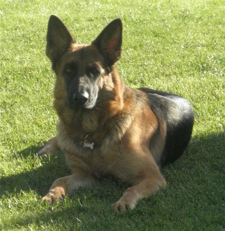 Schæferhund Team Sufra Fanti <3 billede 11