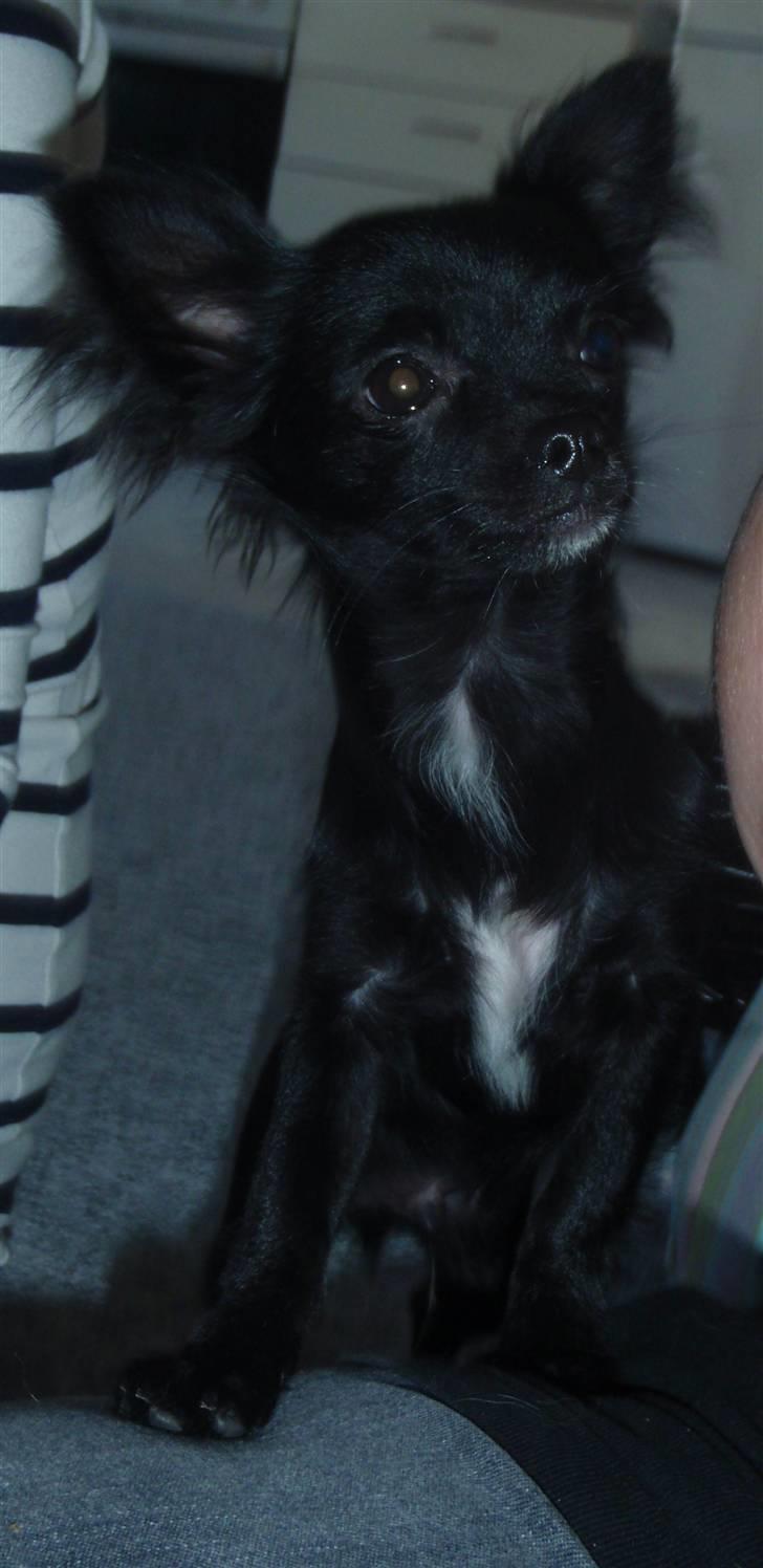 Chihuahua Ninja - Ninja Oktober 2010 billede 11