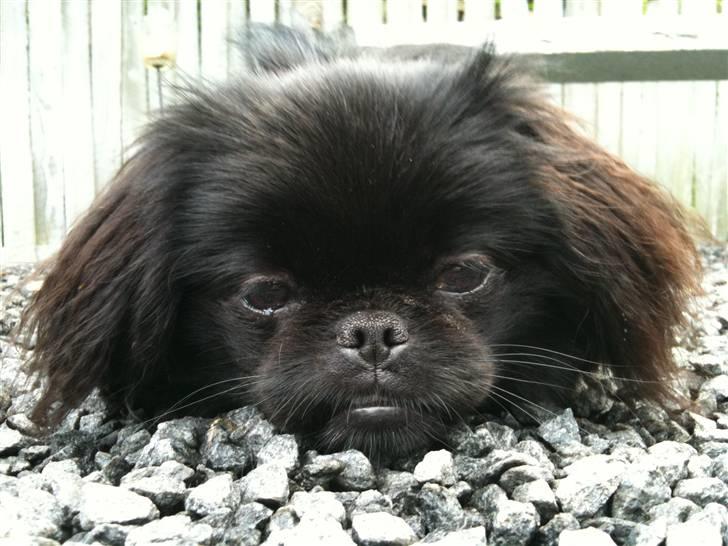 Pekingeser Gabi billede 1