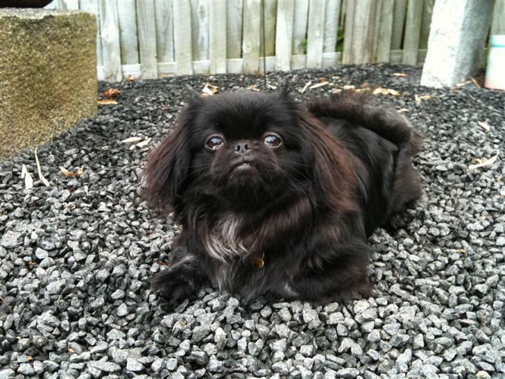 Pekingeser Gabi billede 2