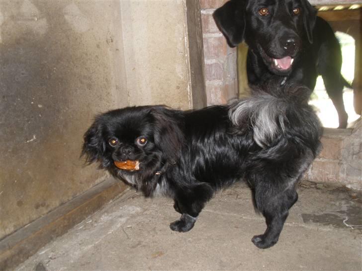 Pekingeser Gabi billede 3