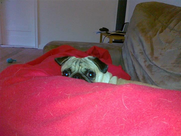 Mops Milo billede 10