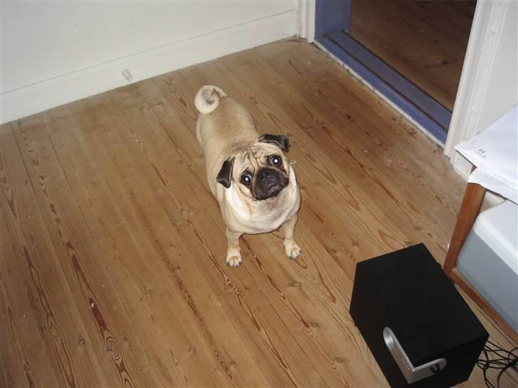 Mops Milo billede 11