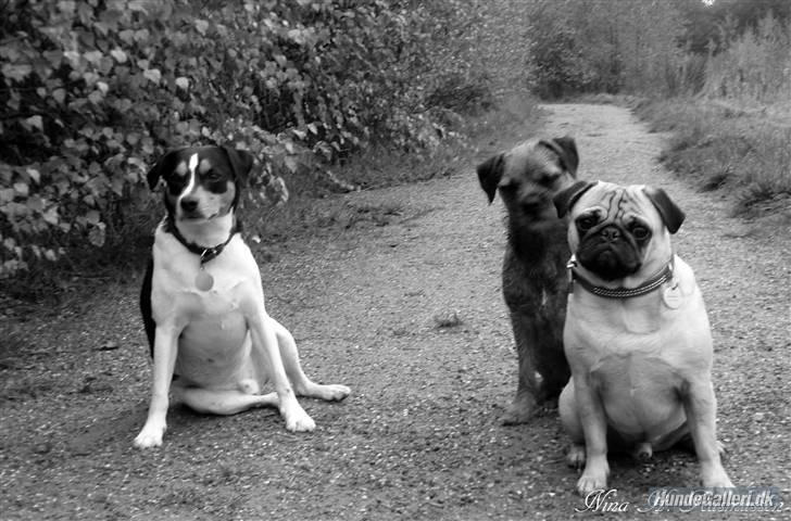 Mops Milo billede 12