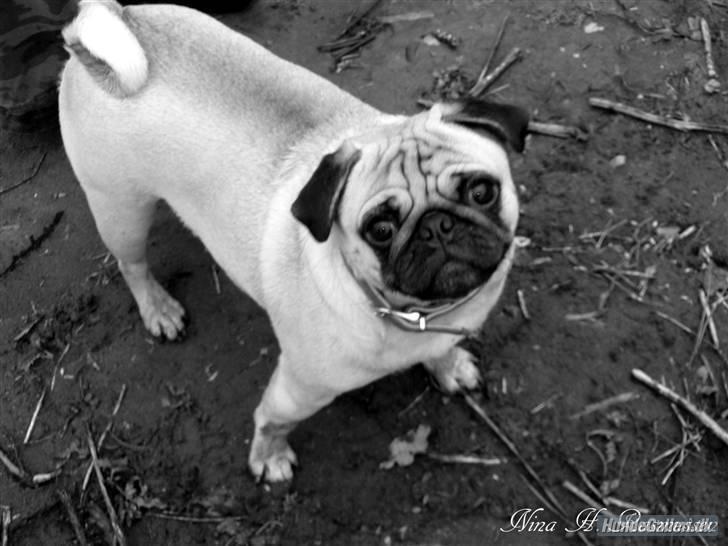 Mops Milo billede 13