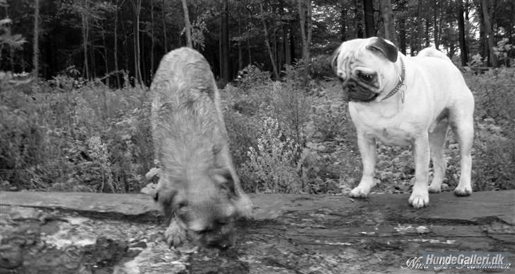 Mops Milo billede 14