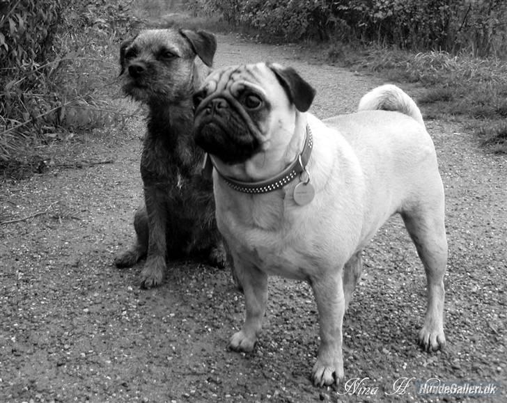 Mops Milo billede 15