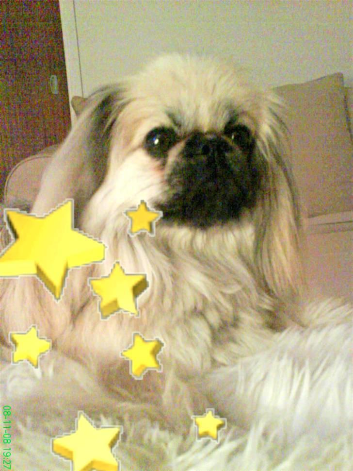 Pekingeser ATOS billede 15