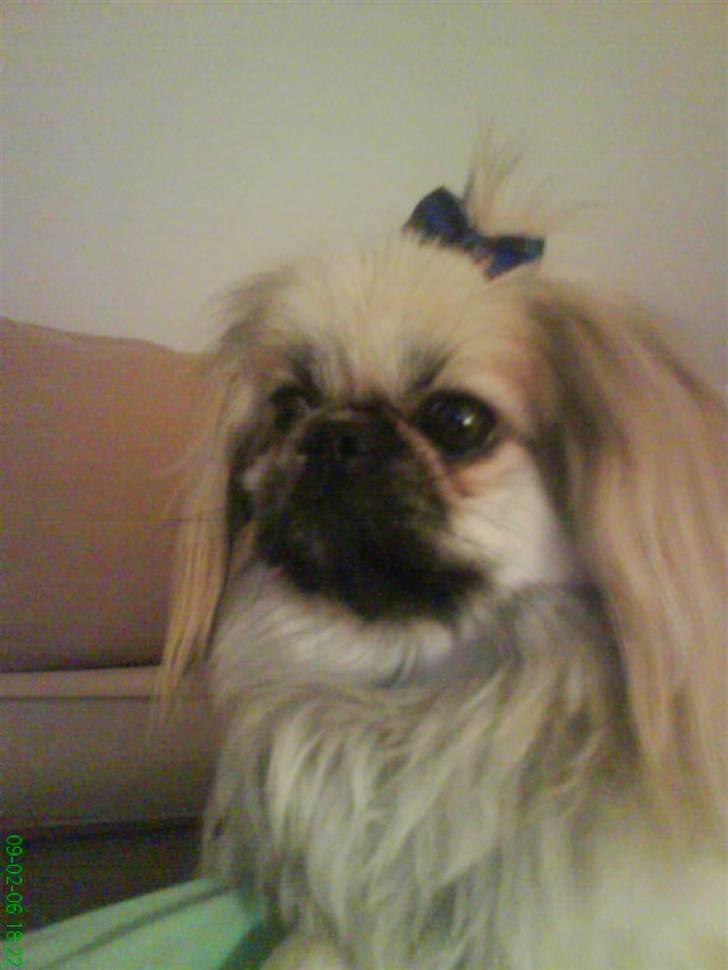 Pekingeser ATOS billede 16