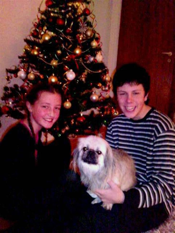Pekingeser ATOS billede 17