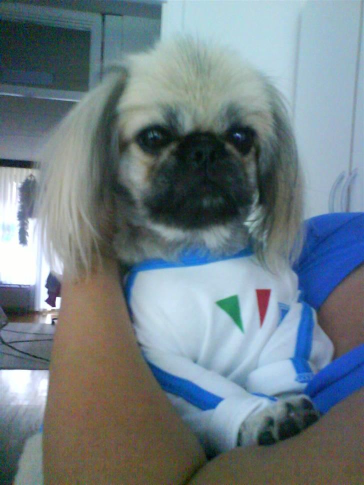 Pekingeser ATOS billede 18