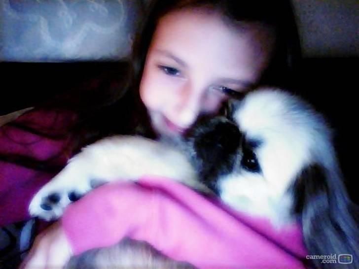 Pekingeser ATOS billede 19