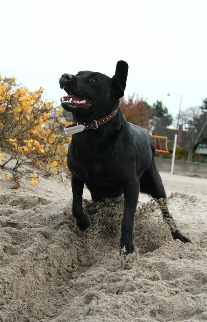 Labrador retriever Nynne ;-) - * Nyt * Oktober 2010 billede 10