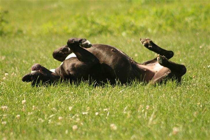 Cane corso Deva - over regnbuen - Nyder livet billede 1