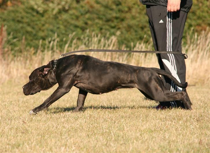 Cane corso Deva - over regnbuen - Af sti afsted billede 2