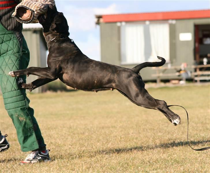 Cane corso Deva - over regnbuen - Haps billede 3