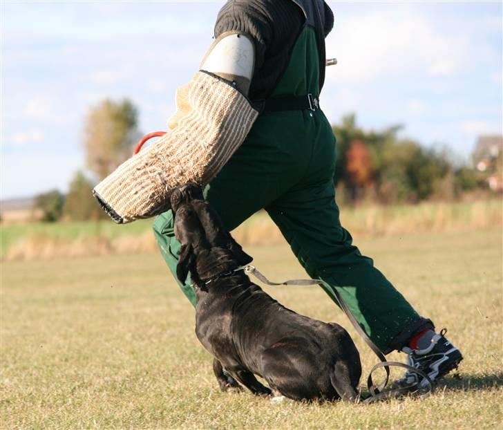 Cane corso Deva - over regnbuen - Ned med ham  billede 4