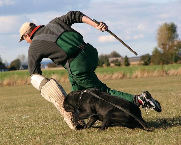 Cane corso Deva - over regnbuen - Oooooops  billede 5