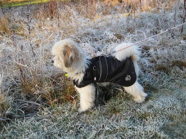 Coton de tulear Godts Coton Pixi (2009-2010) - Pixi står og ser på det hvide frost. billede 2