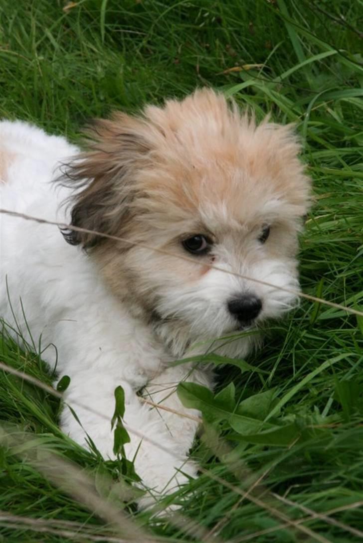 Coton de tulear Godts Coton Pixi (2009-2010) - Pixi ude at lege på græsplænen en dejlig sensommer dag billede 3