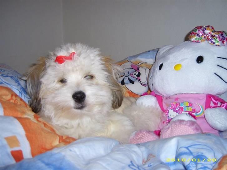 Coton de tulear Godts Coton Pixi (2009-2010) - Her ligger Pixi og slapper af i dynerne, træt efter at være blevet opereret. billede 4