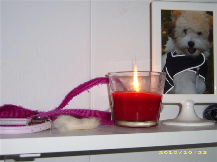 Coton de tulear Godts Coton Pixi (2009-2010) - Pixis mindehylde. billede 5