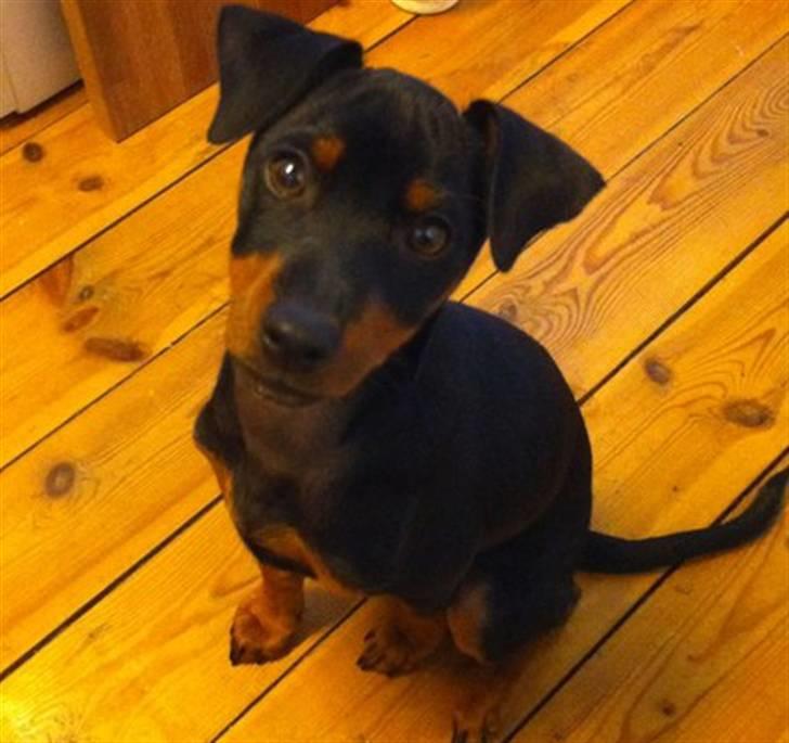 Dvaergpinscher Tyson billede 1
