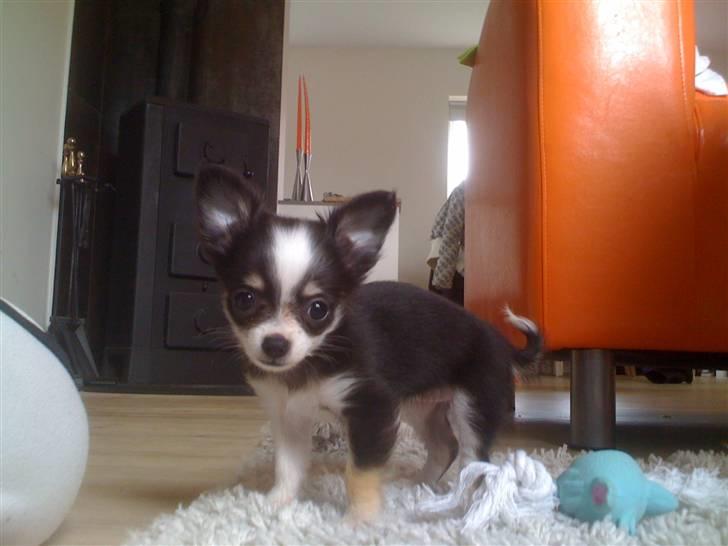 Chihuahua Coco Casanova - taget 7 oktober billede 5