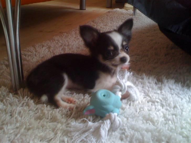 Chihuahua Coco Casanova - taget 7 oktober billede 6