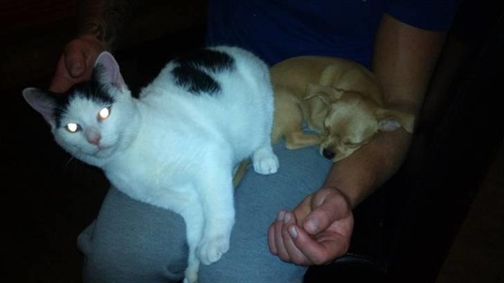 Blanding af racer Louis - Louis og hans ven Hannibal :) billede 2