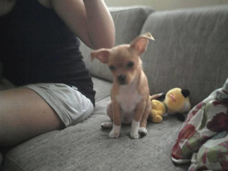 Blanding af racer Louis billede 3